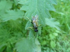 Tenthredo maculata
