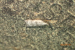 Dichomeris inversella