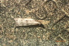 Dichomeris inversella