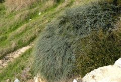 Ephedra foeminea