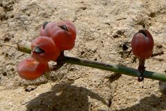 Ephedra foeminea