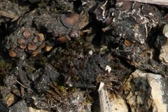 Psora pseudorussellii