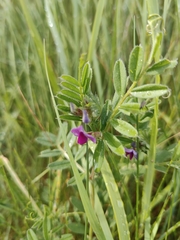 Vicia sativa