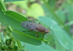 Suillia variegata