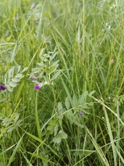 Vicia sativa