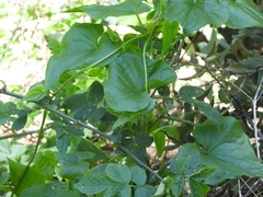 Dioscorea communis
