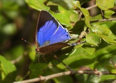 Hemiolaus caeculus