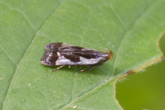 Dichomeris ochripalpella