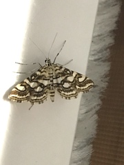 Elophila ekthlipsis