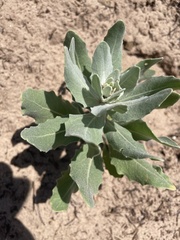 Dimorphocarpa candicans