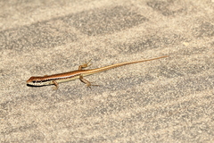 Sphenomorphus incognitus