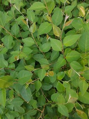 Cotoneaster multiflorus