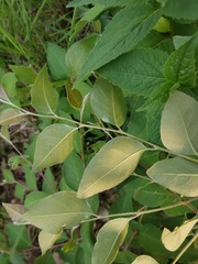 Cotoneaster multiflorus