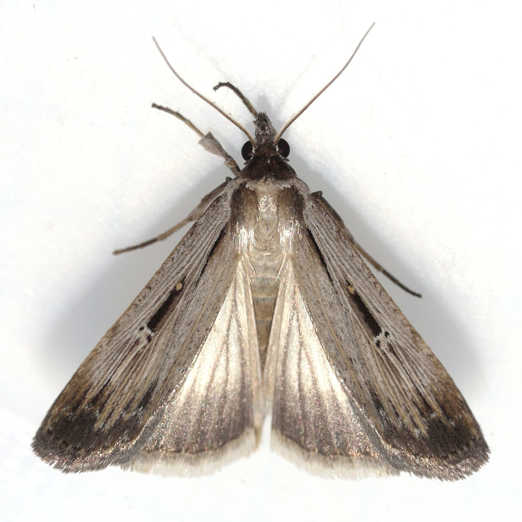Toxocampinae