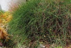 Ephedra foeminea