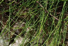 Ephedra foeminea
