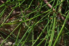 Ephedra foeminea