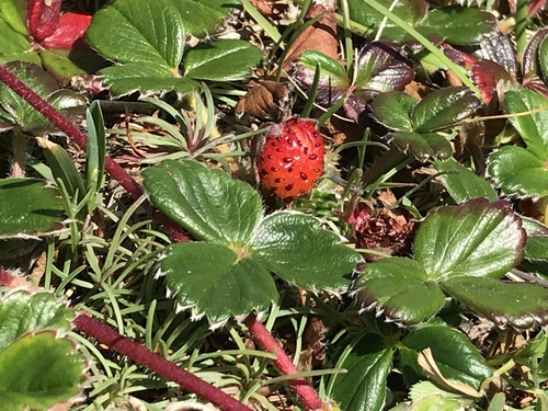 Fragaria chiloensis