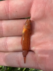 Liparis mucosus