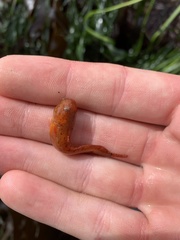 Liparis mucosus