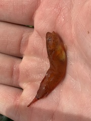 Liparis mucosus