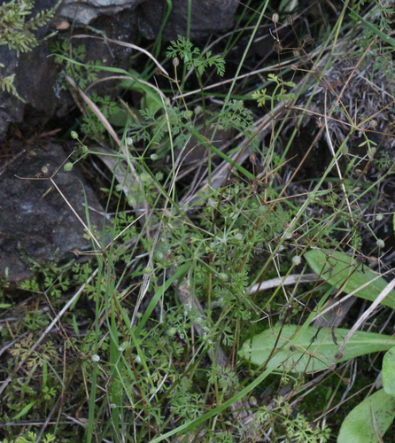 Daucus glochidiatus iNat (2)