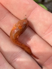 Liparis mucosus