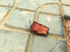 Tessaratoma papillosa