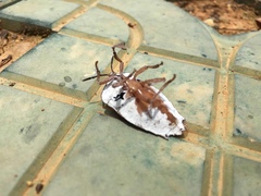 Tessaratoma papillosa