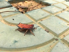 Tessaratoma papillosa