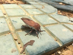 Tessaratoma papillosa