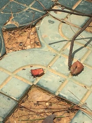 Tessaratoma papillosa