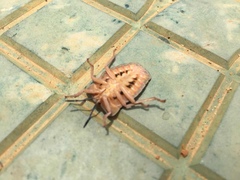 Tessaratoma papillosa