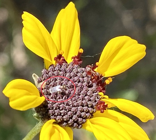 iNaturalist observation photo of Chalcidoid Wasps