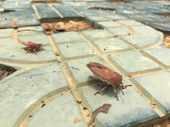 Tessaratoma papillosa