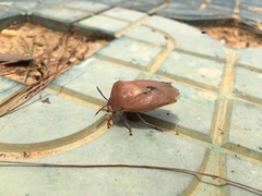 Tessaratoma papillosa