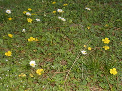Potentilla reptans