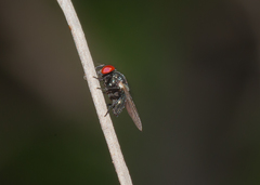 Neosilba