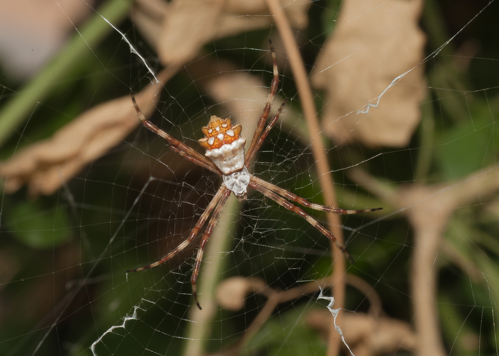 Argiope butchko