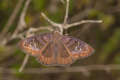 Ephyriades brunnea