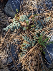 Pellaea bridgesii