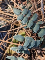 Pellaea bridgesii