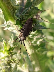Agapanthia annularis
