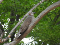 Hypsipetes amaurotis amaurotis