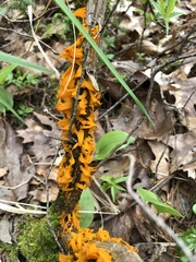 Gymnosporangium clavariiforme