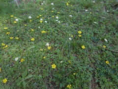 Potentilla reptans