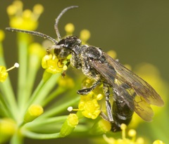 Lyroda subita