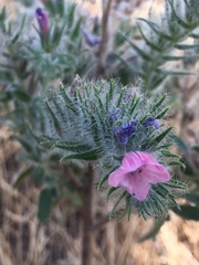 Echium judaeum