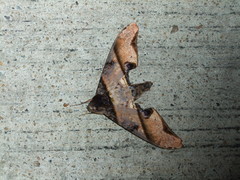 Amplypterus panopus
