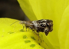 Tebenna gnaphaliella